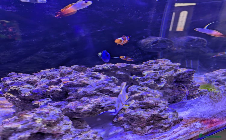 Butterfly Fish fish - Advert 1