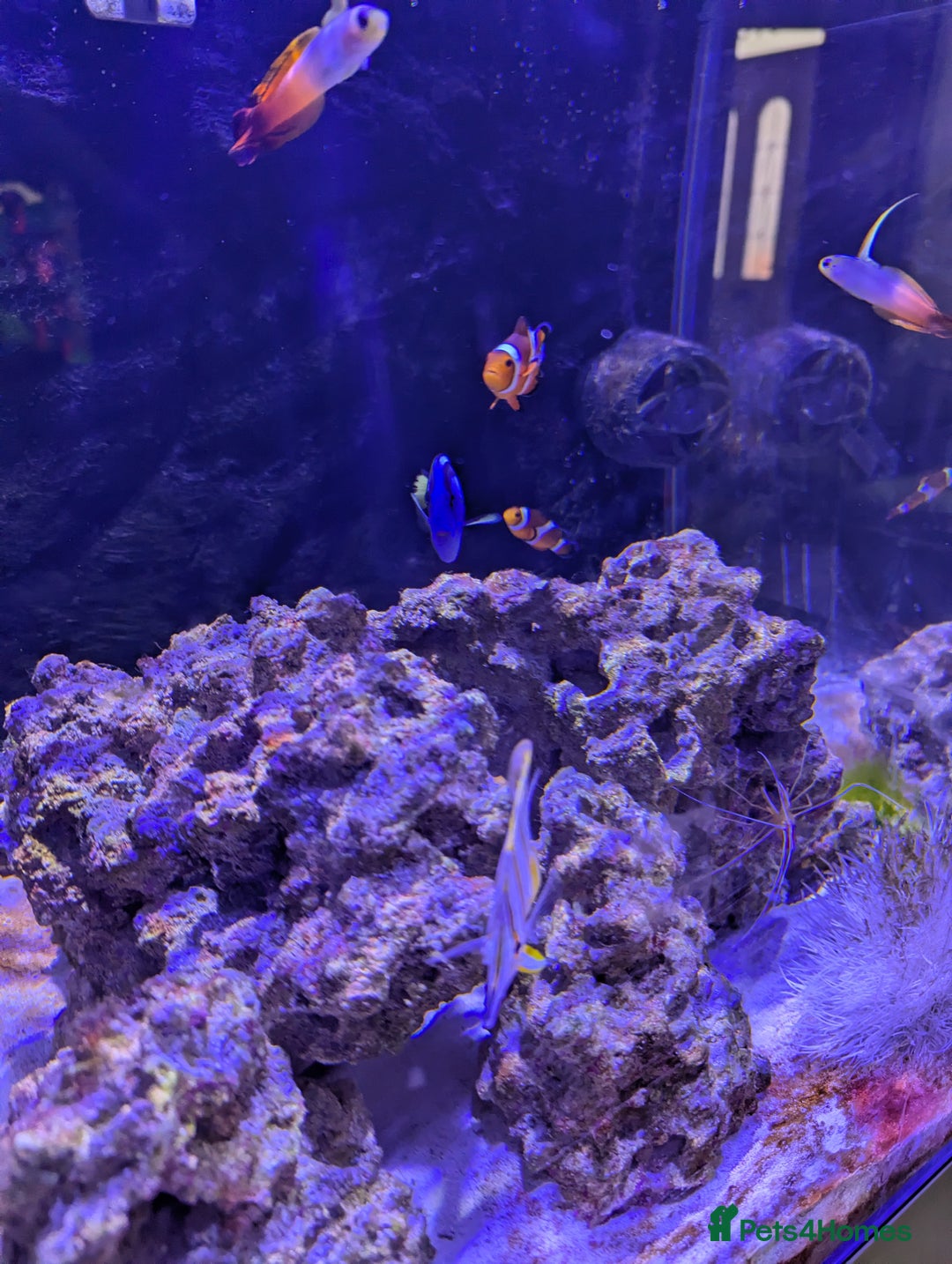 Butterfly Fish fish for sale: SOLD Marine fish  - Image 1