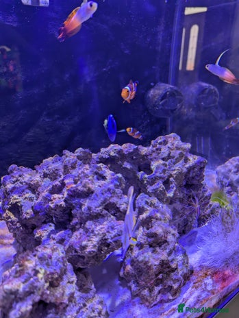 Butterfly Fish fish - Advert 2