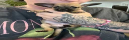 Chihuahua dogs for sale: Beautiful chihuahuas  in Purfleet - Advert 4