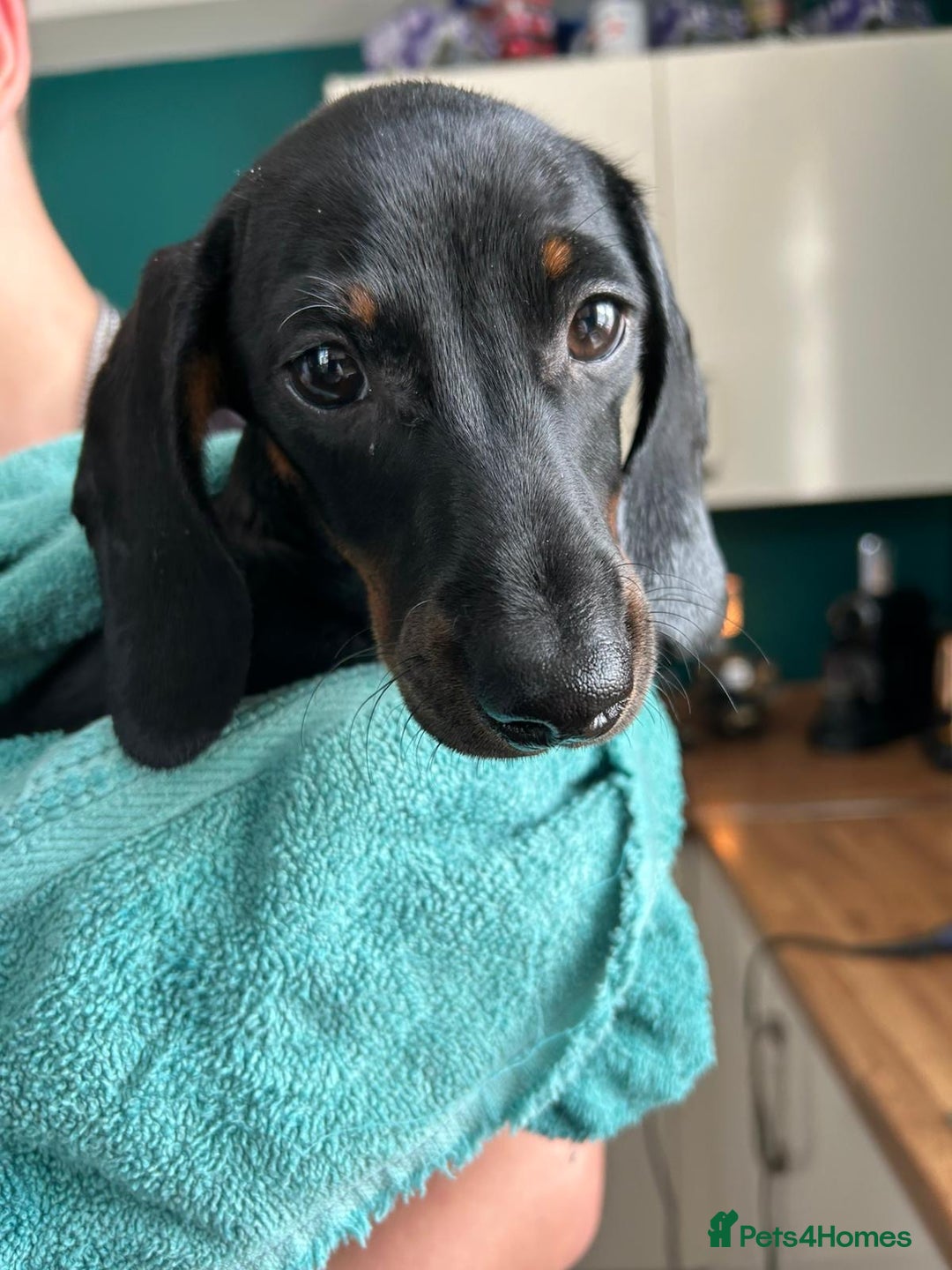 Miniature Dachshund dogs for sale: 8 month old male miniature dachshund.   - Image 4