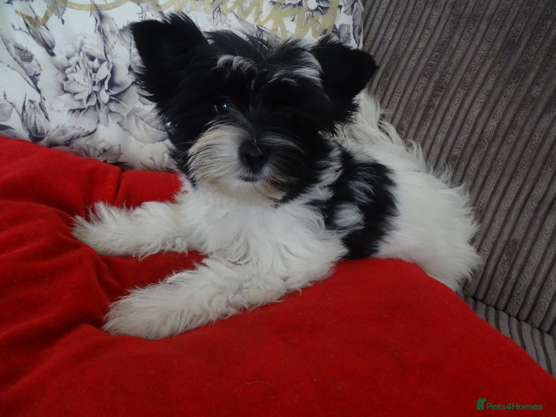 Yorkshire Terrier dogs for sale: Rare Colourful Pedigree Yorkies Certified Breeder - Image 16