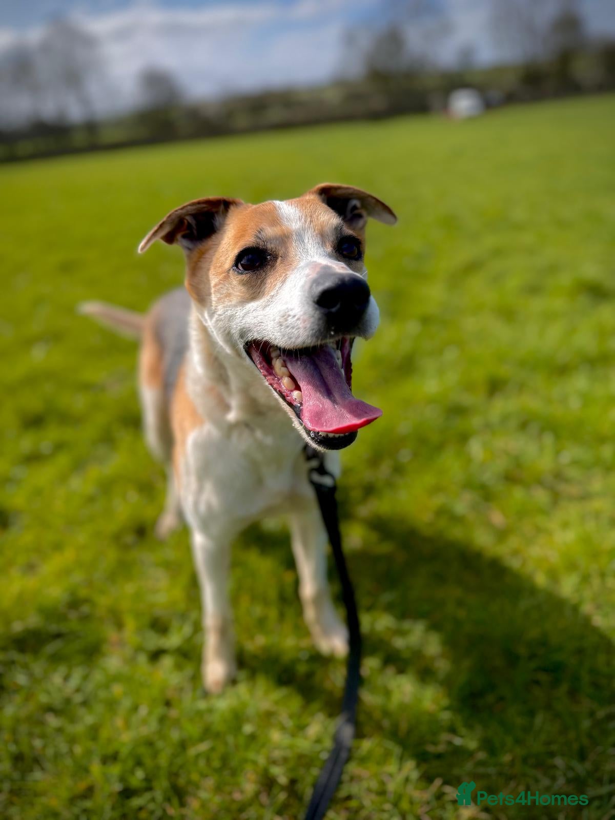 Mixed Breed dogs Ned - Collie x Whippet - Advert 1