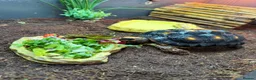 Tortoise reptiles for sale: Tortoise for sale  - Advert 2