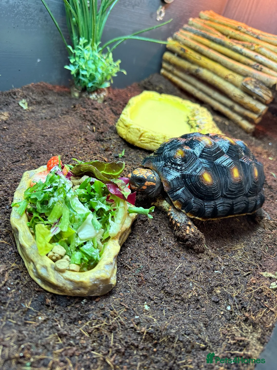 Tortoise reptiles for sale: Tortoise for sale  - Advert 2