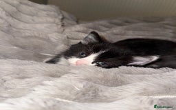 Domestic Shorthair cats for sale: Kittens for sale £50 - Image 5