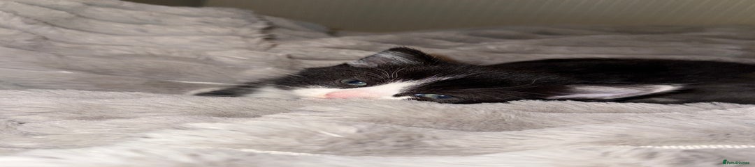 Domestic Shorthair Kitten 3