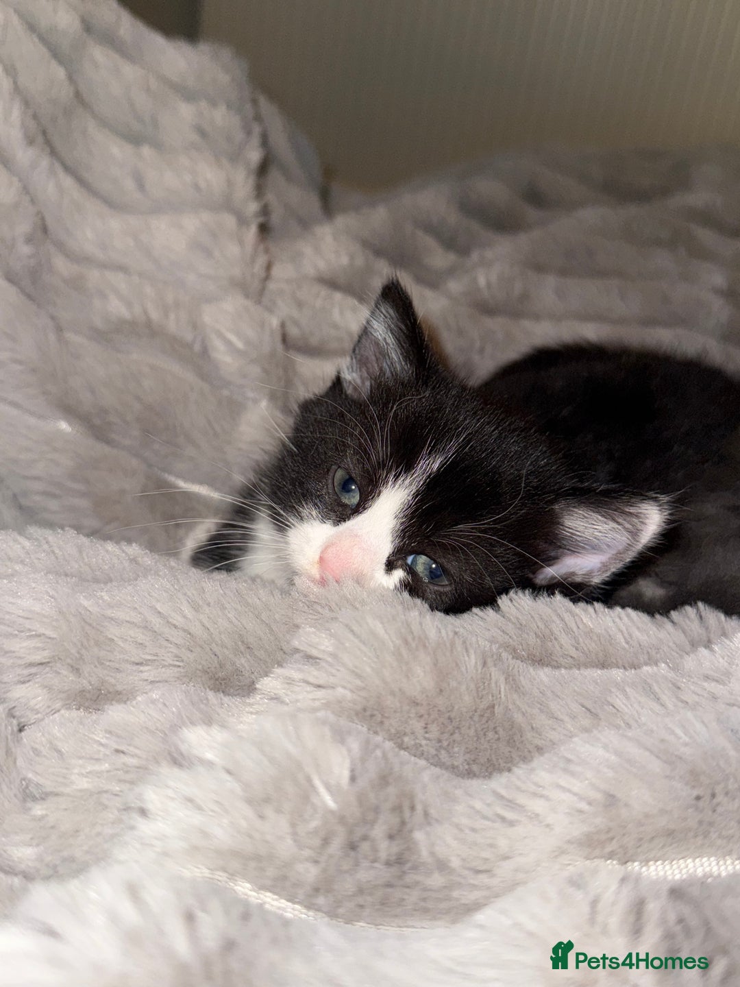 Domestic Shorthair cats for sale: Kittens for sale £50 - Image 5