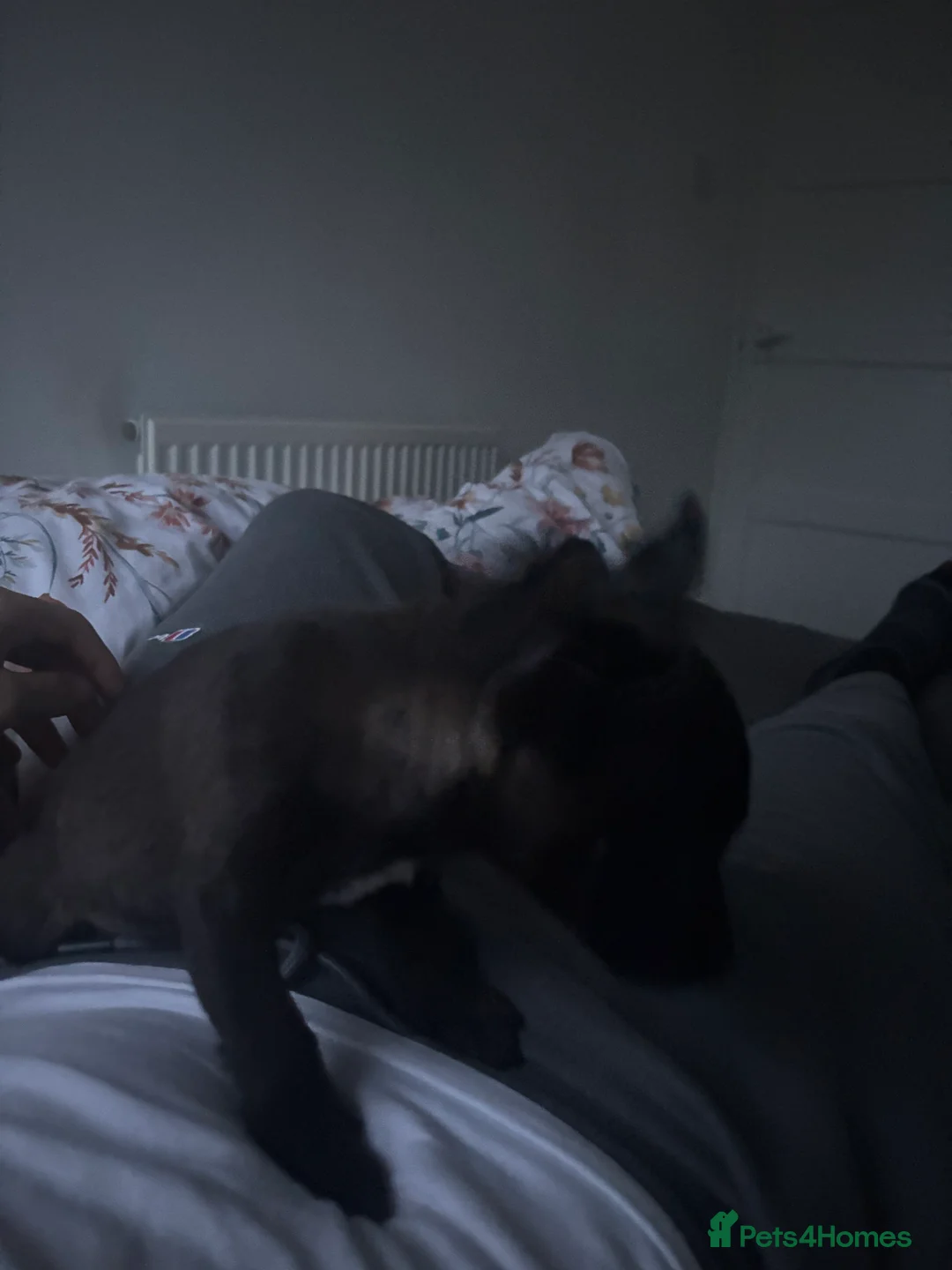 Jack Russell dogs for sale: Hi this is my Jack Russel puppy  - Advert 6