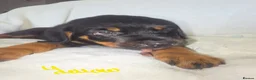 Rottweiler dogs for sale: Rottweiler puppies  READY TO GO  in Newcastle upon Tyne - Advert 13