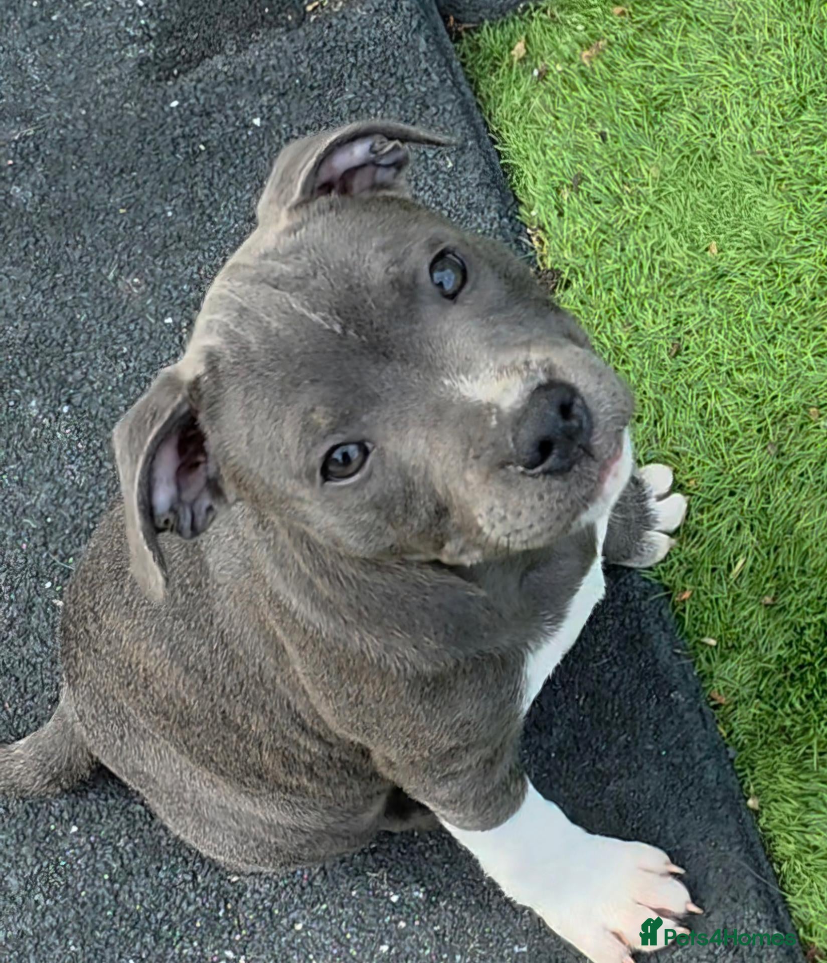 Staffordshire Bull Terrier dogs Ready Soon, Valglo Sired, KC Reg, BVA, L2 & HC.  - Advert 1