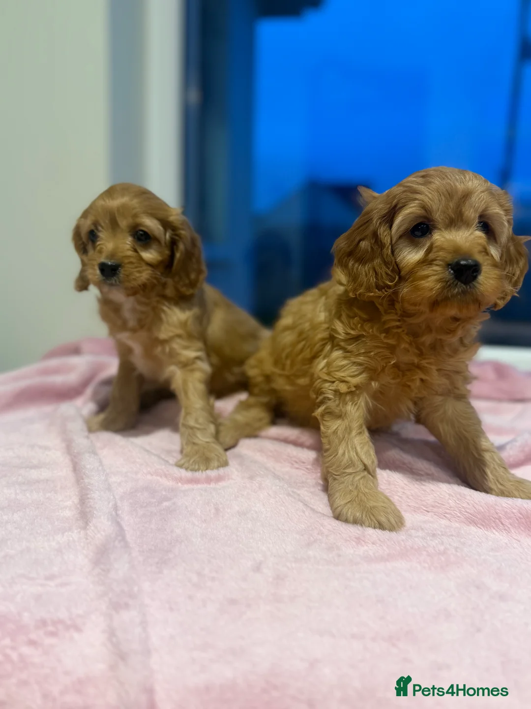 Cavapoo dogs for sale: Cavapoo puppies  in Cookstown - Advert 1
