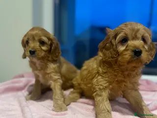 Cavapoo dogs Cavapoo puppies in Cookstown - Advert 7