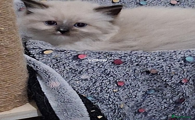 Ragdoll cats - Advert 9