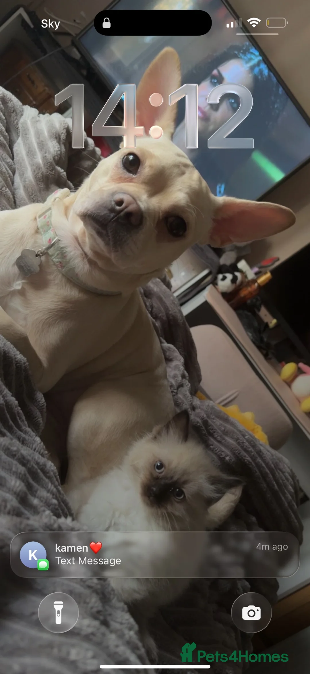 Mixed Breed dogs for sale: Female French cross looking for forever home - Advert 2