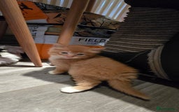 Maine Coon cats for sale: Amazing Mainecoon - Advert 18