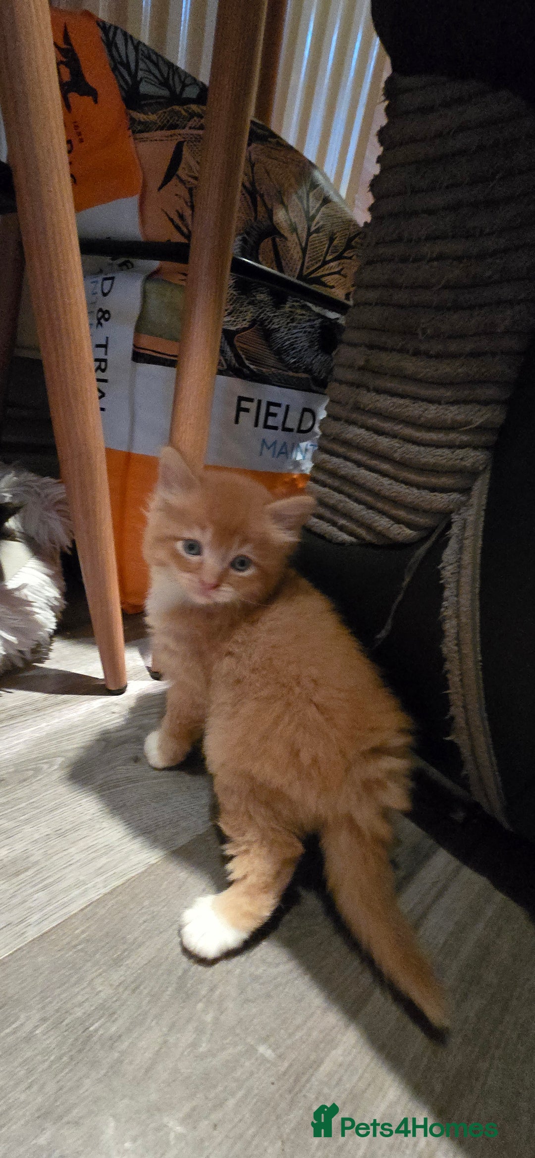 Maine Coon cats for sale: Amazing Mainecoon - Advert 18