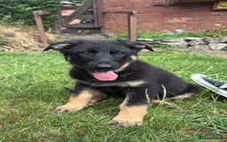 German Shepherd dogs for sale: 8 Gorgeous German Shepherd Puppies - Image 14