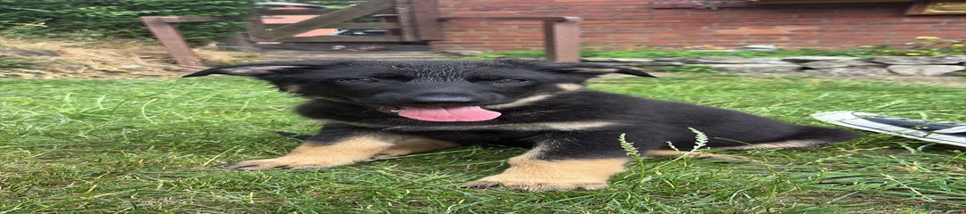 German Shepherd Puppy 3