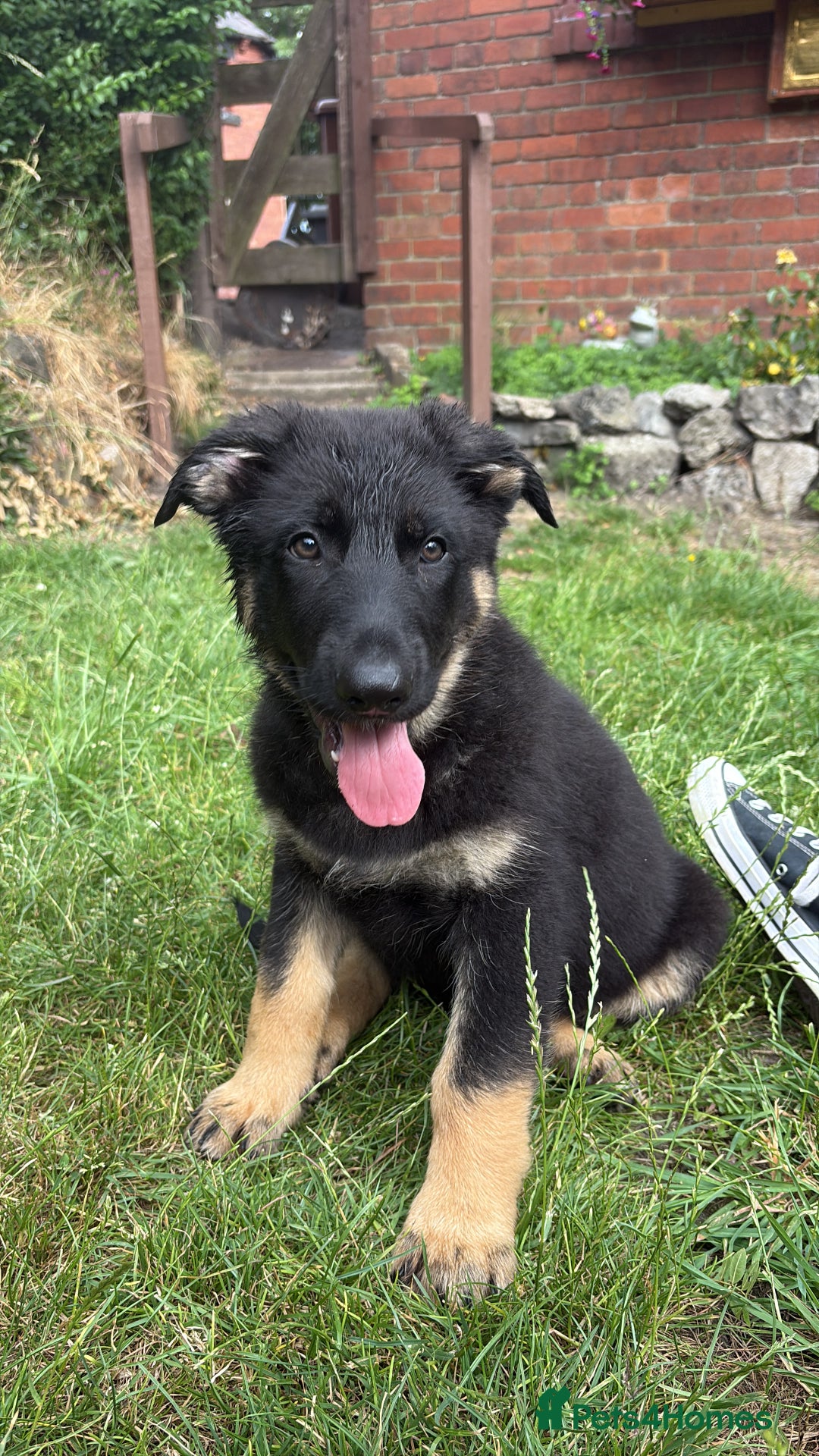 German Shepherd dogs for sale: 8 Gorgeous German Shepherd Puppies - Image 14
