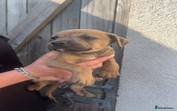 Mixed Breed dogs for sale: Outstanding terrier cross (bull Wheaton greyhound) - Image 12