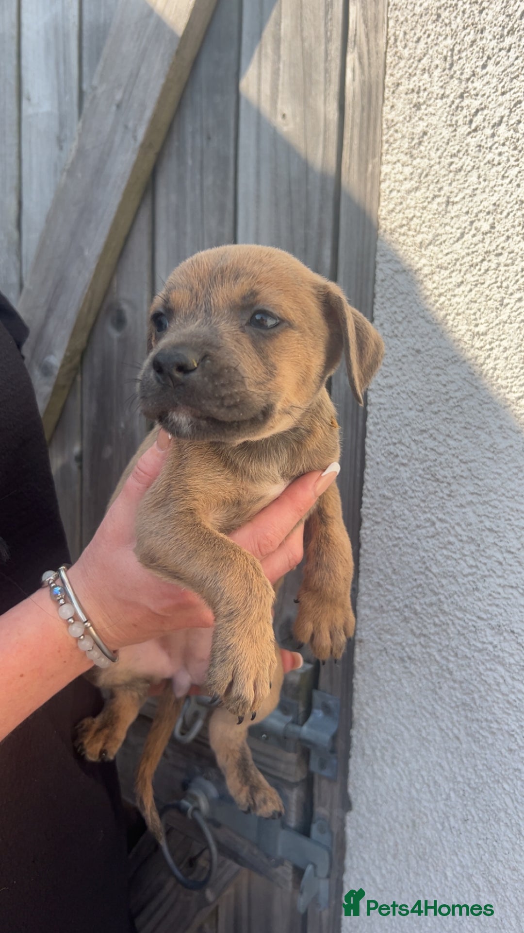 Mixed Breed dogs for sale: Outstanding terrier cross (bull Wheaton greyhound) - Image 12