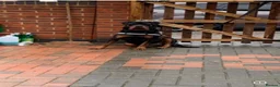 Rottweiler dogs for sale: Rottweiler Kc Reg puppies  - Advert 3
