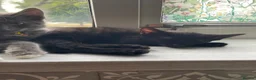 Mixed Breed cats for sale: 2 female kittens looking for loving home - Advert 9