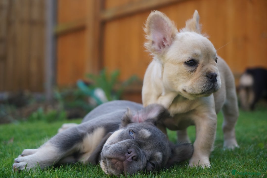 French Bulldog dogs for sale: Exceptional KC Fluffy French Bulldog Puppies - Image 7