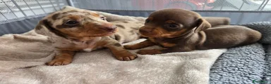 Miniature Dachshund 3