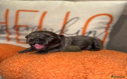 French Bulldog dogs for sale: 3 weeks old Fluffy french bulldog puppies - Image 4