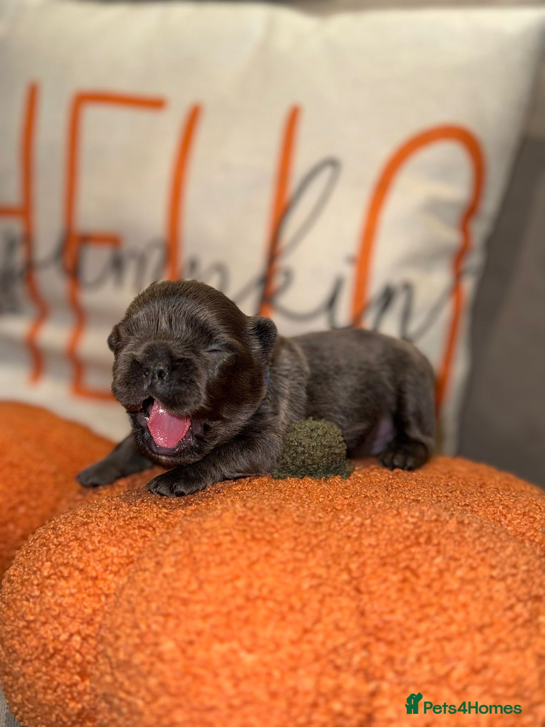 French Bulldog dogs for sale: 3 weeks old Fluffy french bulldog puppies - Image 4