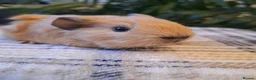 Guinea Pig rodents for sale: Black Swiss & Buff Cali Baby Guinea Pig Boys  - Advert 4
