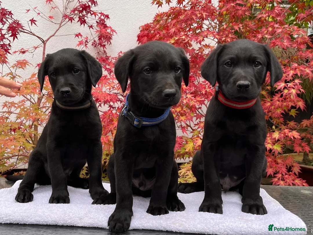 Labrador Retriever dogs for sale: *Just one male Labrador puppy left* - Advert 2