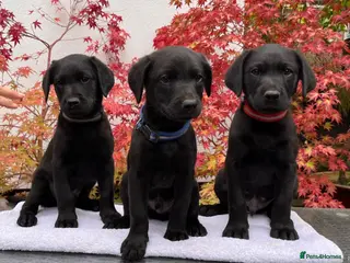 Labrador Retriever dogs Male Working Labrador puppies - Advert 1