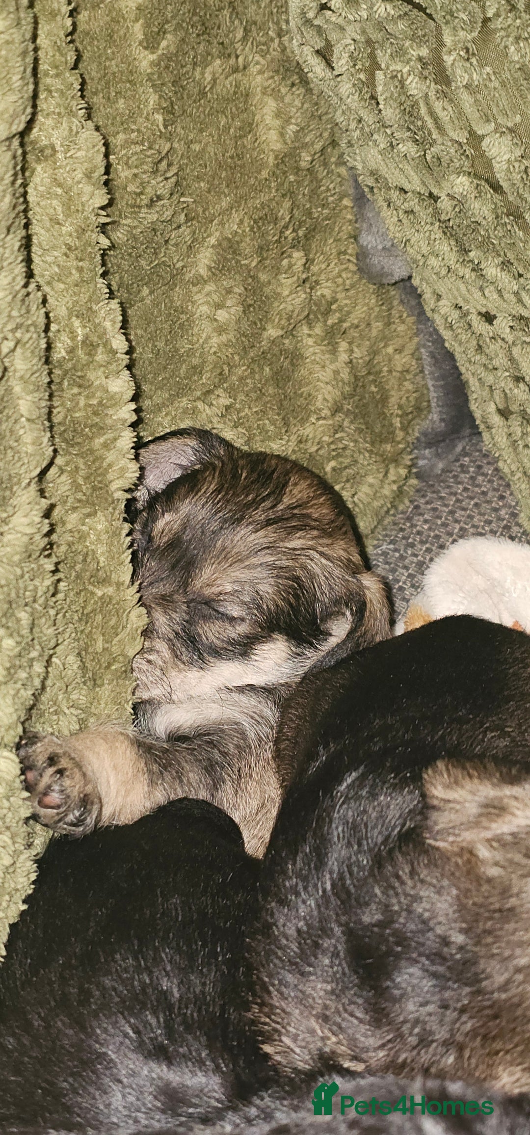 Schnoodle dogs for sale: Perfect schnoodles - Advert 25