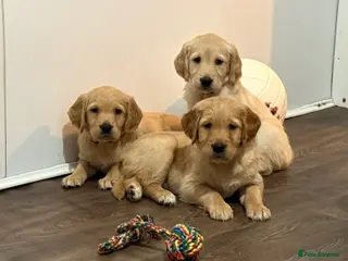 Golden Retriever dogs KC Golden Retriever Puppies Ready 22nd February - Advert 10