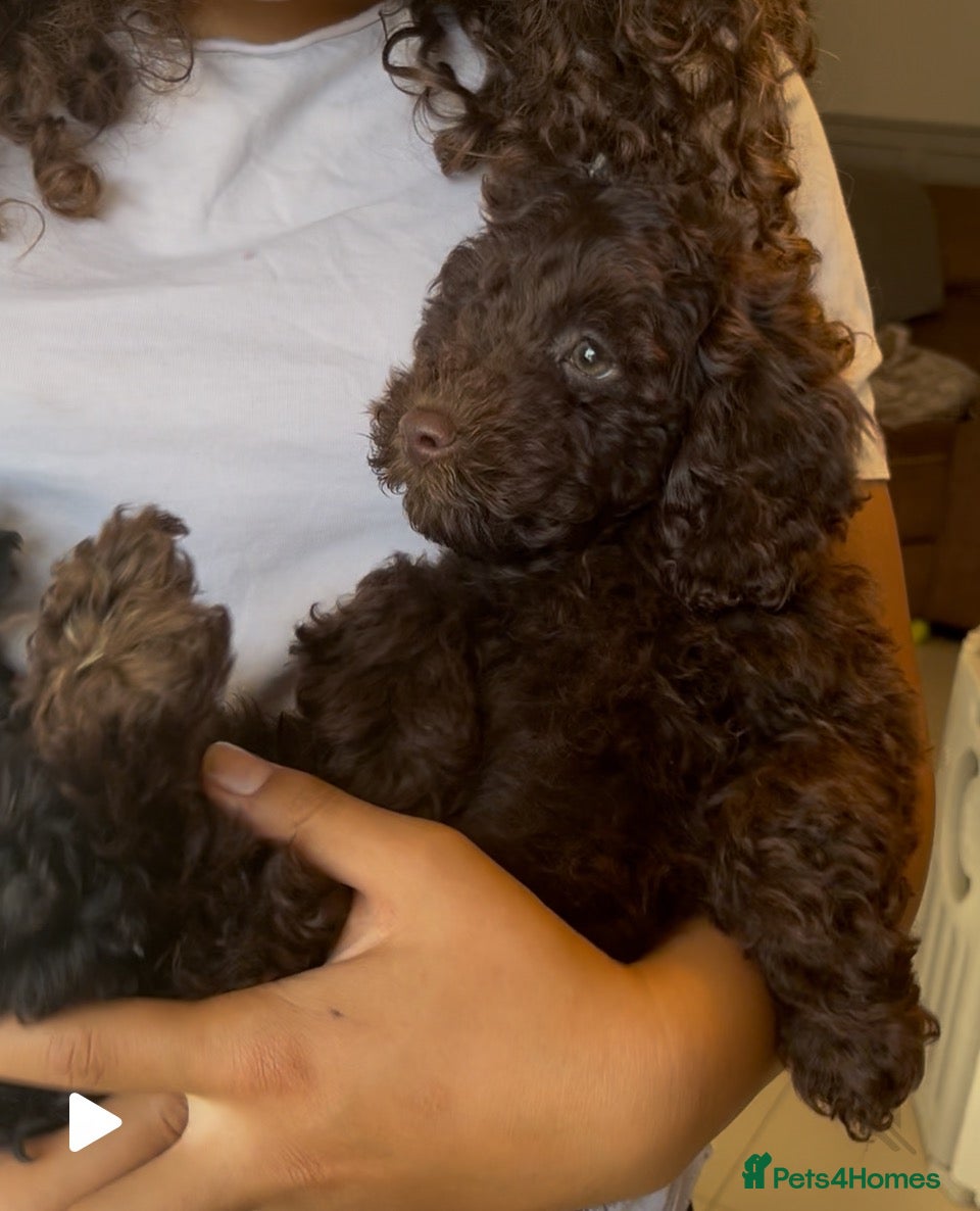 Cockapoo dogs ❤️GORGEOUS, SUPER FRIENDLY, COCKAPOO PUPS ❤️ - Advert 2