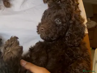 Cockapoo dogs ❤️GORGEOUS, SUPER FRIENDLY, COCKAPOO PUPS ❤️ - Advert 2