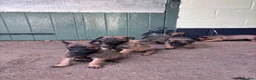 Belgian Shepherd Dog dogs for sale: Belgian Malinois puppies in Bungay - Advert 13