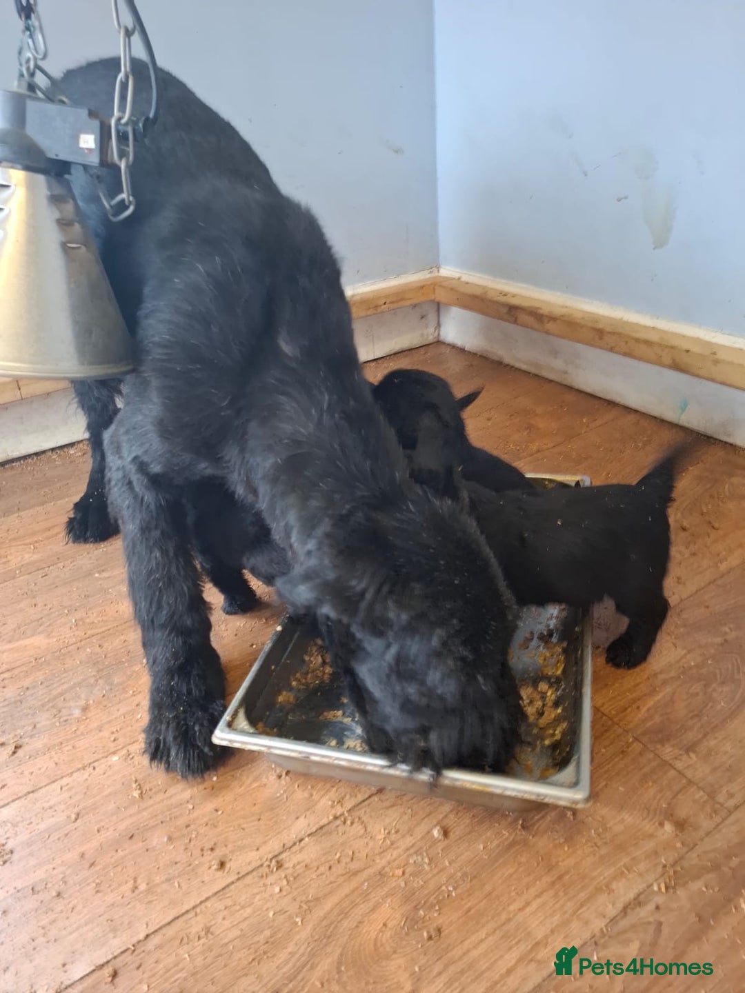 Giant Schnauzer dogs for sale: Giant Schnauzer Puppies  - Advert 2