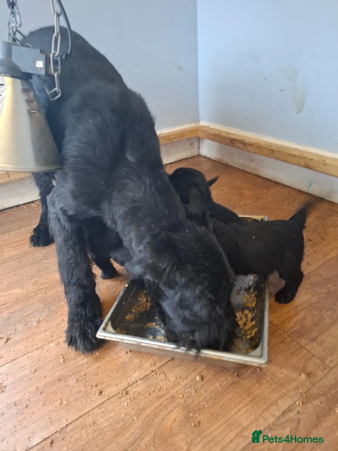Giant Schnauzer dogs for sale: Giant Schnauzer Puppies  - Advert 2