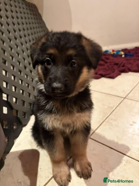 German Shepherd dogs for sale: German Shepherds looking for their forever homes - Advert 2