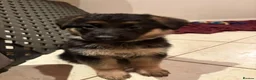 German Shepherd dogs for sale: German Shepherds looking for their forever homes in Glasgow - Advert 1