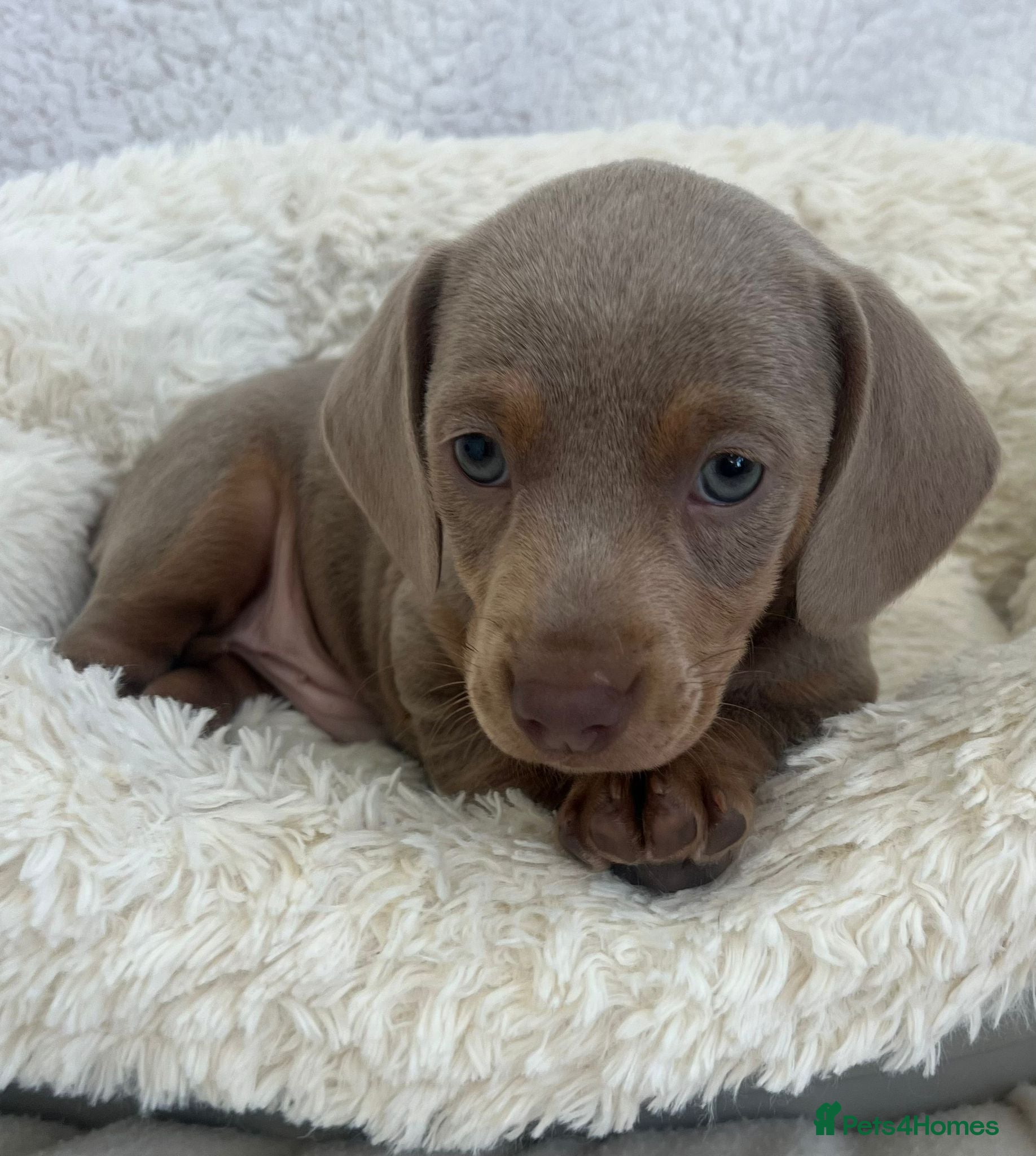 Miniature Dachshund dogs Miniture Dachshund Pups - Advert 2