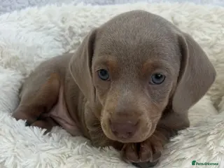Miniature Dachshund dogs Miniture Dachshund Pups - Advert 2