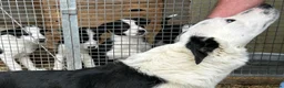 Border Collie dogs for sale: Isds border collie pups  in Batley - Advert 2
