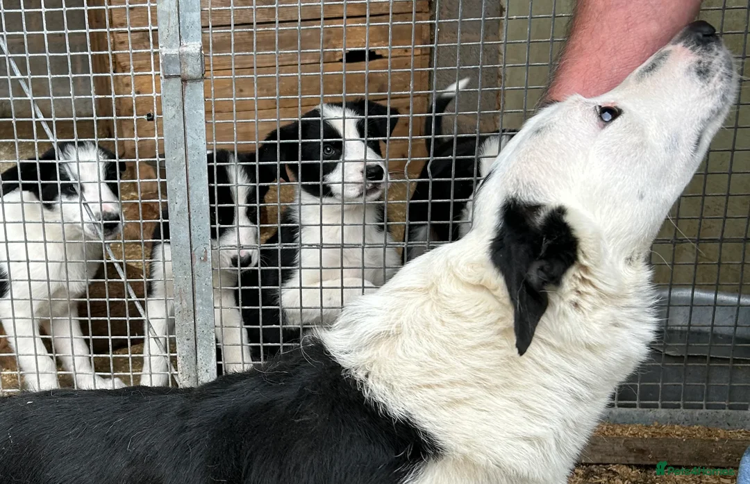 Border Collie dogs for sale: Isds border collie pups  in Batley - Advert 2