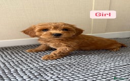 Cockapoo dogs for sale: 6 stunning cockapoo puppies  - Image 19