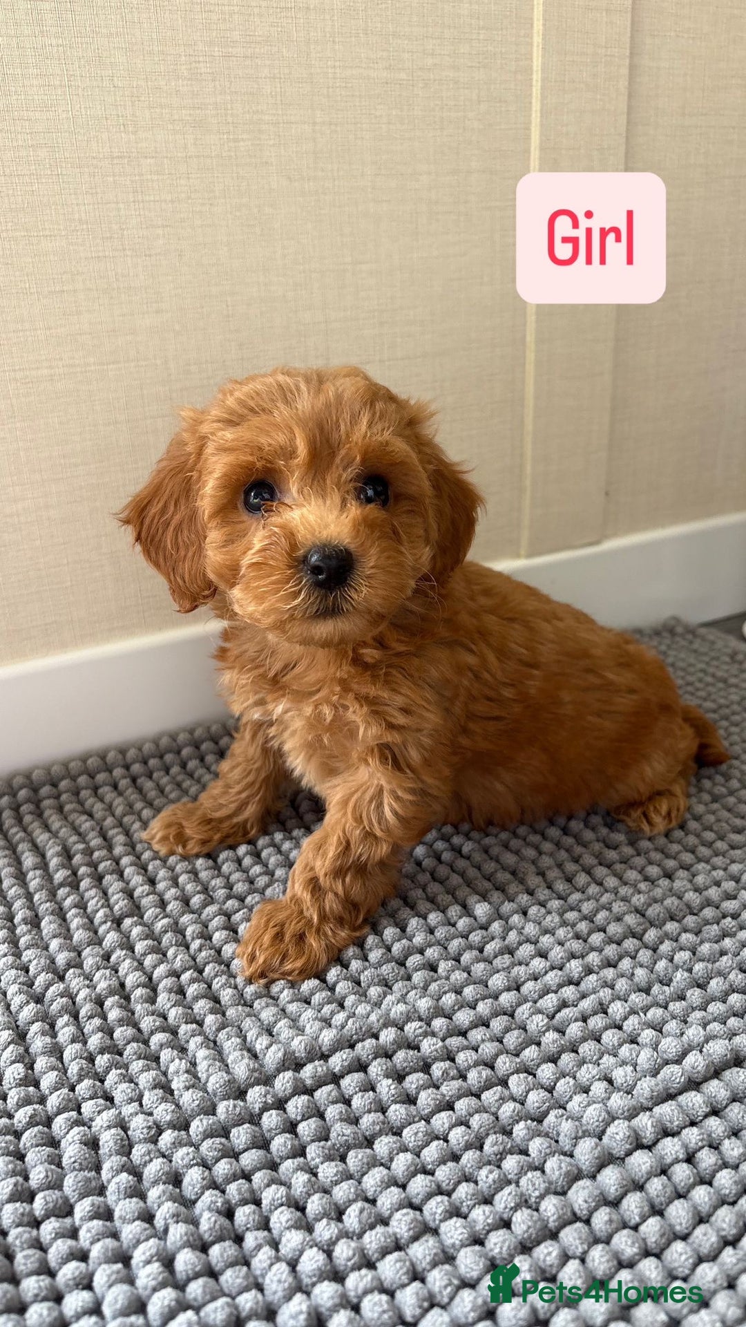 Cockapoo dogs for sale: 6 stunning cockapoo puppies  - Image 19